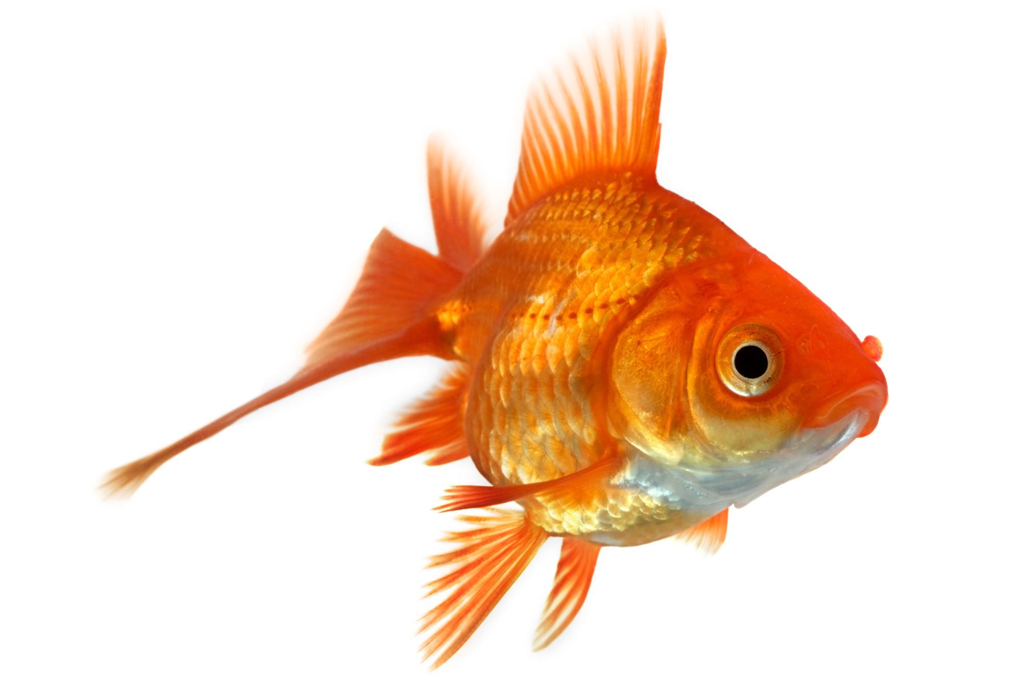 Malattie dei pesci diagnosi e riconoscimento diario di for Razze di pesci rossi
